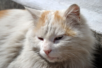 portrait of a cat © Dmytro