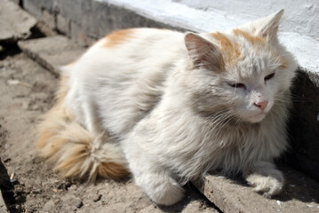 cat on the floor © Dmytro