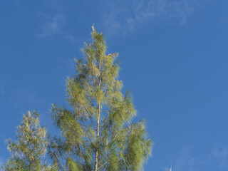 Pine tree on the blue sky background with space for text.