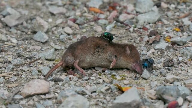 Blue Bottle and Green Bottle  Fly on a Dead Shrew