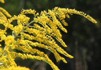 Solidago canadensis blooms in nature