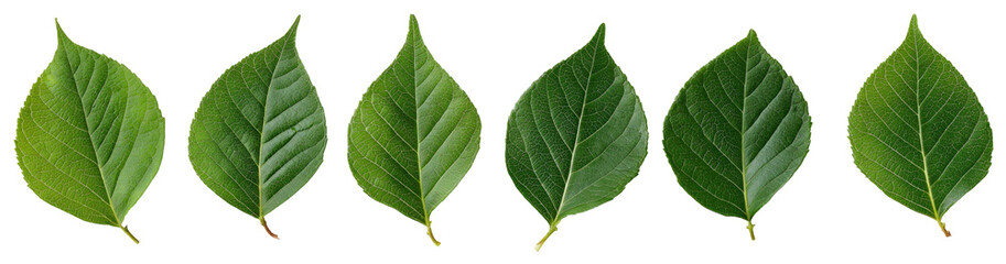 Seven  green leaves arranged horizontally, outlined in light color