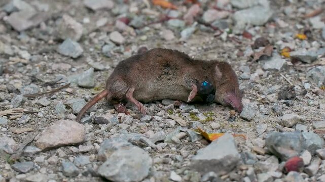 Blue Bottle Fly on a Dead Shrew