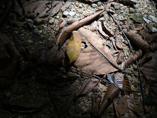 Close up of dry leaf in the forest. Selective focus.