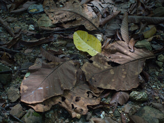 Close up of dry leaf in the forest. Selective focus.