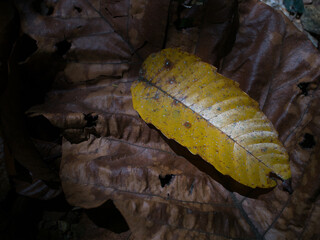 Close up of dry leaf in the forest. Selective focus.