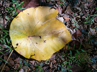 Close up of dry leaf in the forest. Selective focus.