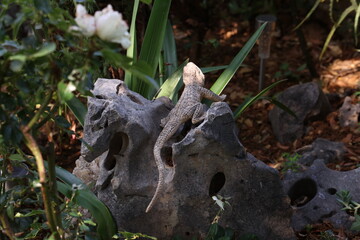Decorative lizard among plants in the garden
