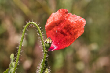 einzelnes Blatt an einer Mohnblume