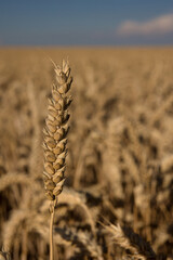 freigestellte Ähre in einem Kornfeld