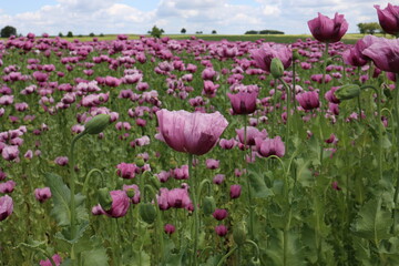 Field of red and purple poppies in the wind