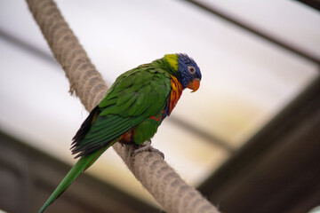 Regenbogenlori (Trichoglossus moluccanus) – bunter Papagei auf einem Seil