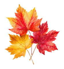 Fototapeta premium Close-up of three vibrant autumn leaves (1)