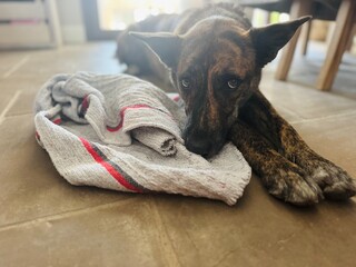 Dog Resting Head on Blanket with Innocent Eyes – Warm and Cozy Close-Up.
