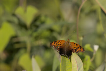 Eastern Comma Butterfly Sunlit on Leaf Edge