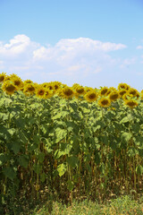 Sunflower fields in bloom in the countryside of Castile and León on a sunny summer day.