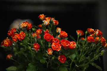 Fototapeta premium red and yellow tulips