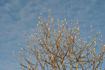 Springtime Flower Buds on Leafless Tree seen against Blue Sky  