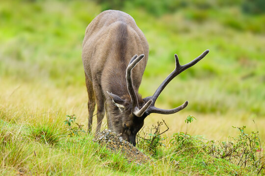 Srilankan Sambar Deer or Indian Samber Deer