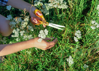Hands Harvesting Yarrow Flowers with Scissors in a Field © Iryna_B