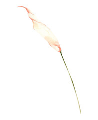 Watercolor Anthurium flower bud, Pink hand painted tender flower