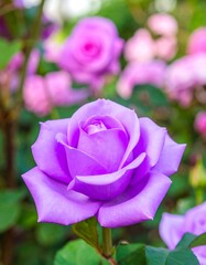 Close-up of a vibrant purple rose, petals in focus, soft background of other roses