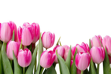 Naklejka premium Pink tulips in a horizontal arrangement against a black background