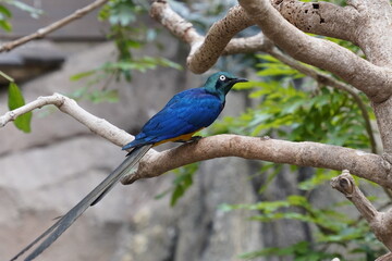 Colorful close up of a golden-breasted starling (lamprotornis regius) sitting in a tree in an African forest 