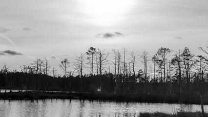 Black and white horizontal image of a marsh lake with marsh pines, creating a mystical and eerie atmosphere. The composition emphasizes the foggy, ghostly quality of the landscape, evoking mystery.