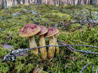 Autumn forest with ancient trees, their trunks and branches covered in warm fall colors. The scene evokes a sense of timelessness, mystery, and natural beauty in the heart of the woods.