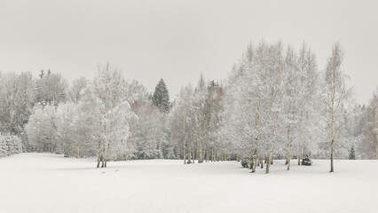 Winter scene with frost-covered white trees surrounded by snow. The landscape captures the serene, cold beauty of nature in a quiet, frozen atmosphere.