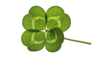 A vibrant green four-leaf clover with a stem, isolated against a clean white background, symbolizing good luck and fortune.