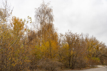 Obraz premium Empty walking path through autumn deciduous forest. Dirt road inside trees with yellow leaf in woodland. Treelined footpath way forward through autumn foliage color. Atmospheric mood of idyllic fall.