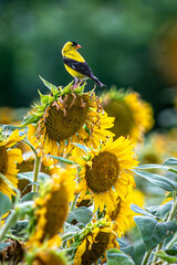 goldfinch on sunflower