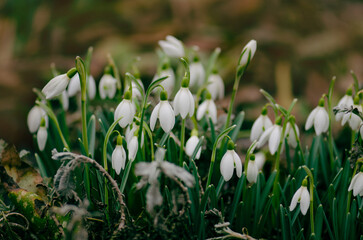 Snowdrops spring wild flowers out from the snow. Snowdrop white flowers blooming in snow covering.