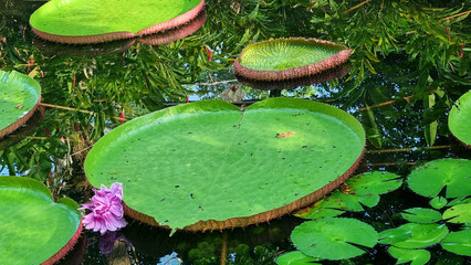 Vit&oacute;ria-r&eacute;gia na Amaz&ocirc;nia
