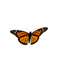 Obraz premium Monarch Butterfly: A Symbol of Transformation, Resilience, and the Fragile Beauty of Nature’s Grace