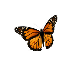 Monarch Butterfly: A Symbol of Transformation, Resilience, and the Fragile Beauty of Nature&rsquo;s Grace