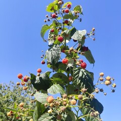 Summer Raspberry Harvest Against a Blue Sky