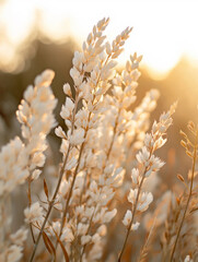 Golden sunset light on soft beige wild grass in autumn field
