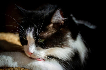 Gato blanco y negro con ojos verdes en primer plano