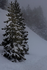 Bosque nevado con niebla y telecabina en invierno