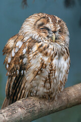 Tawny owl resting on tree branch evokes serenity, camouflage, and woodland stillness