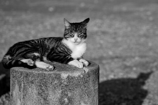 Black and white photo of a tabby cat lying on a stone surface with eyes half-closed, relaxed outdoor portrait.