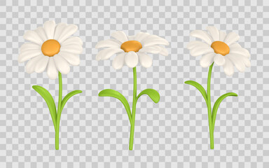 White Daisy Flower Set with Yellow Center on Transparent Background. Realistic 3D Spring Bloom for Nature, Wedding, and Botanical Projects. Vector Illustration