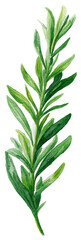 Fototapeta premium Detailed illustration of a vibrant green leaf