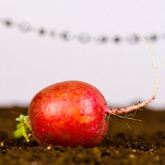 Red radish in dark soil with a sprout
