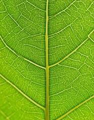 Obraz premium Close-up view of vibrant green leaf veins