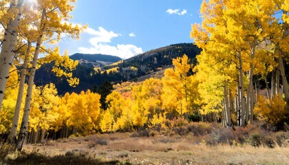 Fototapeta premium Golden Aspens on Mountainside