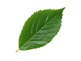 Obraz premium Single vibrant green leaf isolated on black background, Isolated On white, Png Transparent